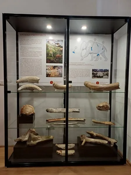 Fascinația preistoriei: Expoziție unică la Muzeul Vrancei 1 expozitie muzeul vrancei