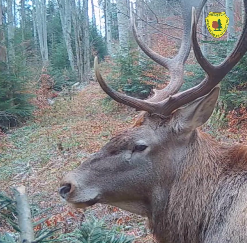 VIDEO-Spectacol rar în pădurile Vrancei: Un cerb surprins de camerele de monitorizare în Parcul Natural Putna 1 cerb parcul natural putna