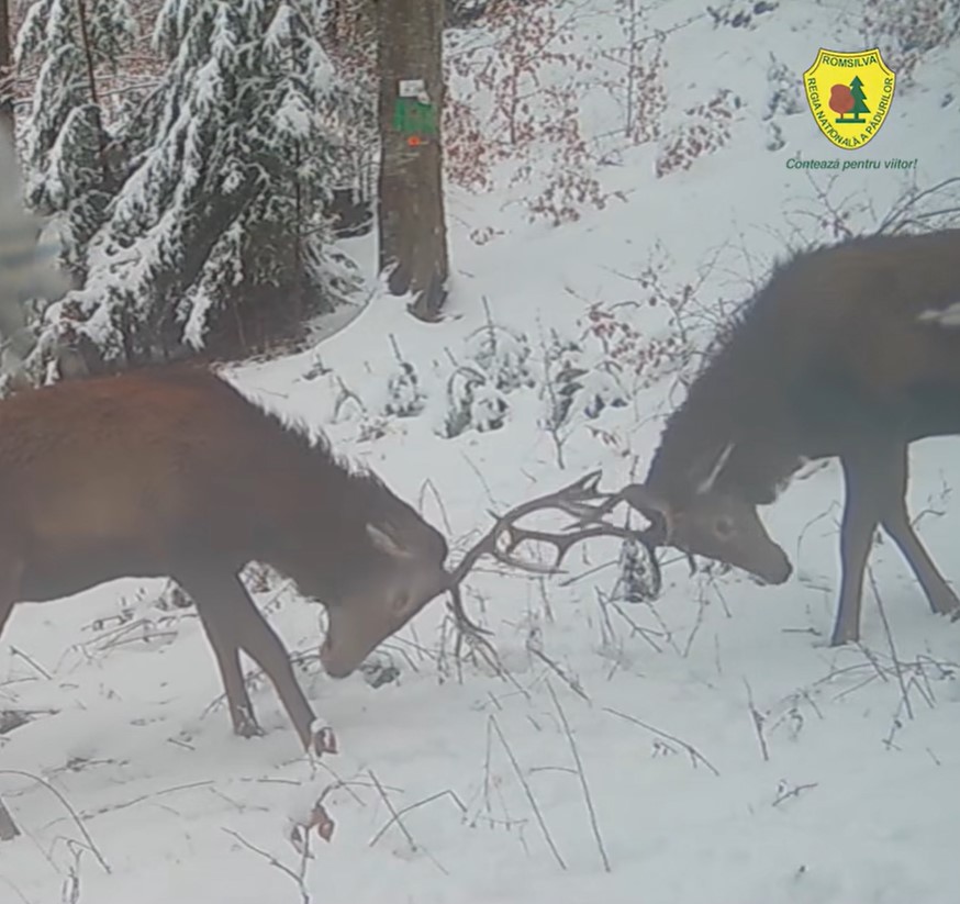 cerbi parcul natural putna