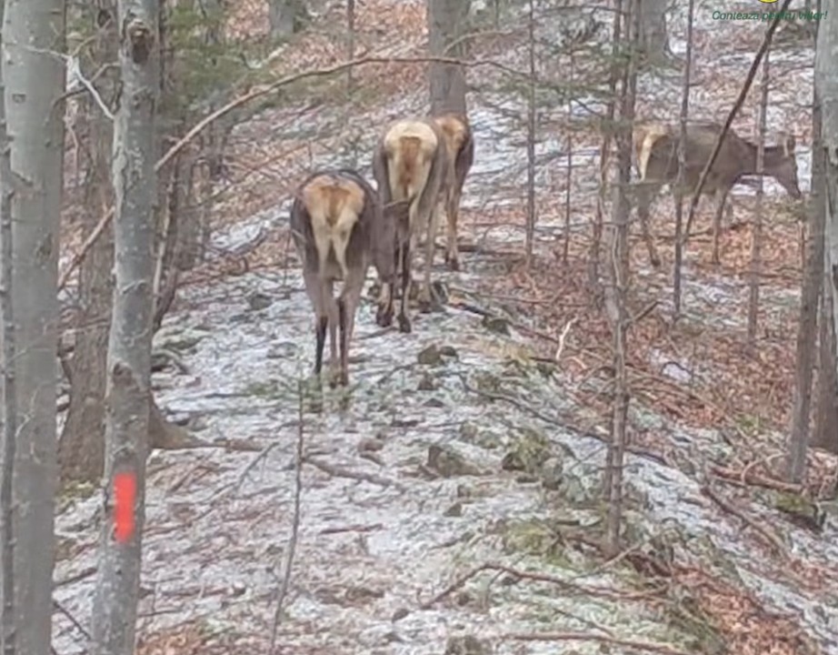 parcul natural putna