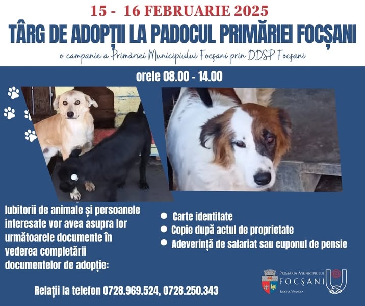 Târg de adopții la adăpostul de câini din Golești: 105 animale așteaptă un stăpân 1 targ adoptii caini