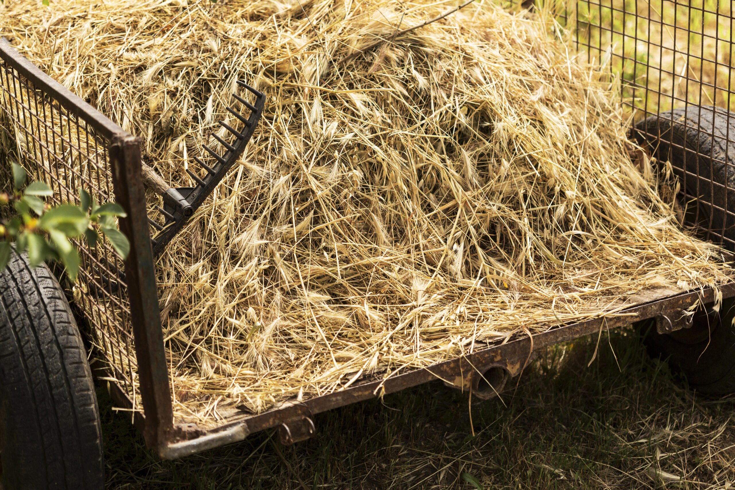 Primar din Vrancea ia atitudine: gunoiul de grajd, returnat la poarta cetățeanului iresponsabil 1 farm life concept with hay scaled
